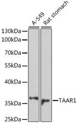 TAAR1 Antibody in Western Blot (WB)