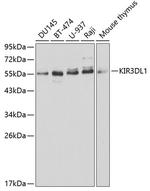 KIR3DL1 Antibody in Western Blot (WB)