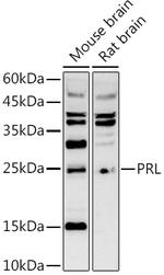 Prolactin Antibody in Western Blot (WB)