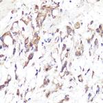 CD62L Antibody in Immunohistochemistry (Paraffin) (IHC (P))