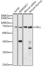 CD62L Antibody in Western Blot (WB)