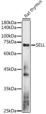 CD62L Antibody in Western Blot (WB)