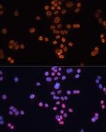 CDX2 Antibody in Immunocytochemistry (ICC/IF)