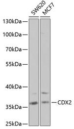 CDX2 Antibody in Western Blot (WB)