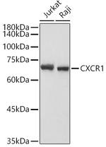 CXCR1 Antibody in Western Blot (WB)