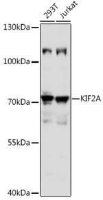 KIF2A Antibody in Western Blot (WB)