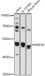 MEF2D Antibody in Western Blot (WB)