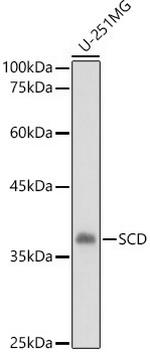 SCD Antibody in Western Blot (WB)