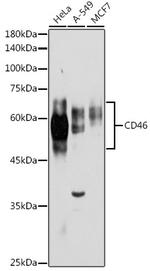 CD46 Antibody in Western Blot (WB)