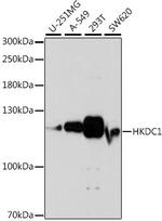 HKDC1 Antibody in Western Blot (WB)