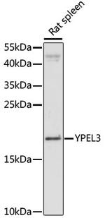 YPEL3 Antibody in Western Blot (WB)