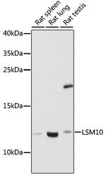 Lsm10 Antibody in Western Blot (WB)