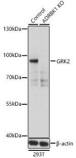 GRK2 Antibody in Western Blot (WB)