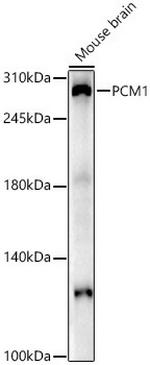 PCM1 Antibody in Western Blot (WB)