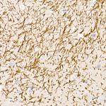 MBP Antibody in Immunohistochemistry (Paraffin) (IHC (P))