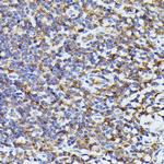 PYCARD Antibody in Immunohistochemistry (Paraffin) (IHC (P))