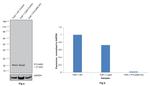 PYCARD Antibody in Western Blot (WB)