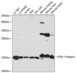 FXN Antibody in Western Blot (WB)