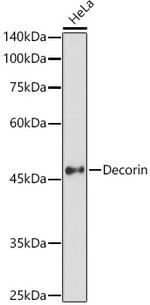 Decorin Antibody in Western Blot (WB)