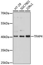 TFAP4 Antibody in Western Blot (WB)