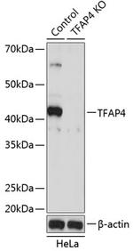 TFAP4 Antibody in Western Blot (WB)