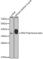 POLB Antibody in Western Blot (WB)