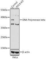 POLB Antibody in Western Blot (WB)