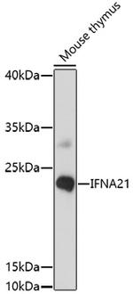 Interferon alpha-21 Antibody in Western Blot (WB)