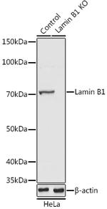 Lamin B1 Antibody