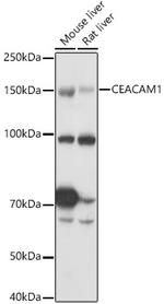 CEACAM1 Antibody in Western Blot (WB)