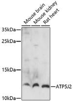 ATP5J2 Antibody in Western Blot (WB)