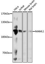 MAML1 Antibody in Western Blot (WB)