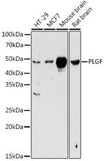 PGF Antibody in Western Blot (WB)