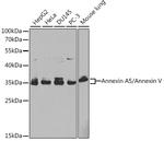 Annexin V Antibody in Western Blot (WB)