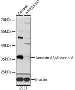 Annexin V Antibody in Western Blot (WB)