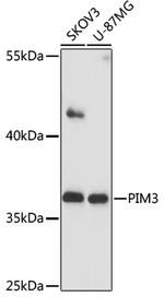 PIM3 Antibody in Western Blot (WB)