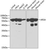 ARSA Antibody in Western Blot (WB)