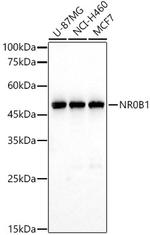 NR0B1 Antibody in Western Blot (WB)