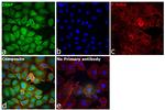 E6AP Antibody in Immunocytochemistry (ICC/IF)