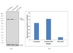 E6AP Antibody in Western Blot (WB)