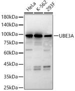 E6AP Antibody in Western Blot (WB)