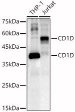 CD1d Antibody in Western Blot (WB)