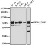 IGF2BP2 Antibody in Western Blot (WB)