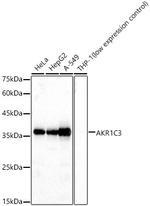 AKR1C3 Antibody in Western Blot (WB)