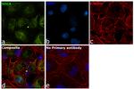 Syndecan 4 Antibody in Immunocytochemistry (ICC/IF)