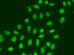 POLR2J Antibody in Immunocytochemistry (ICC/IF)