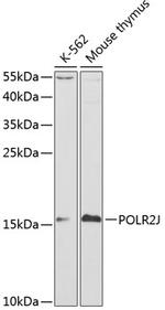 POLR2J Antibody in Western Blot (WB)