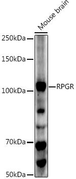 RPGR Antibody in Western Blot (WB)