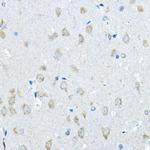 Iduronate 2 Sulfatase Antibody in Immunohistochemistry (Paraffin) (IHC (P))