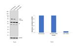 GLB1 Antibody in Western Blot (WB)